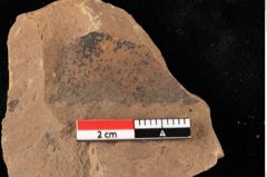 Foto (Detailansicht) von Sphaeria mediterranea Ettingshausen (NHMW-GEO-2024-0188-0028)